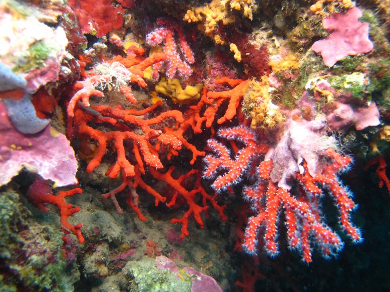 20150826_corail_rouge_virginie_9