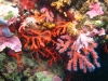 20150826_corail_rouge_virginie_9